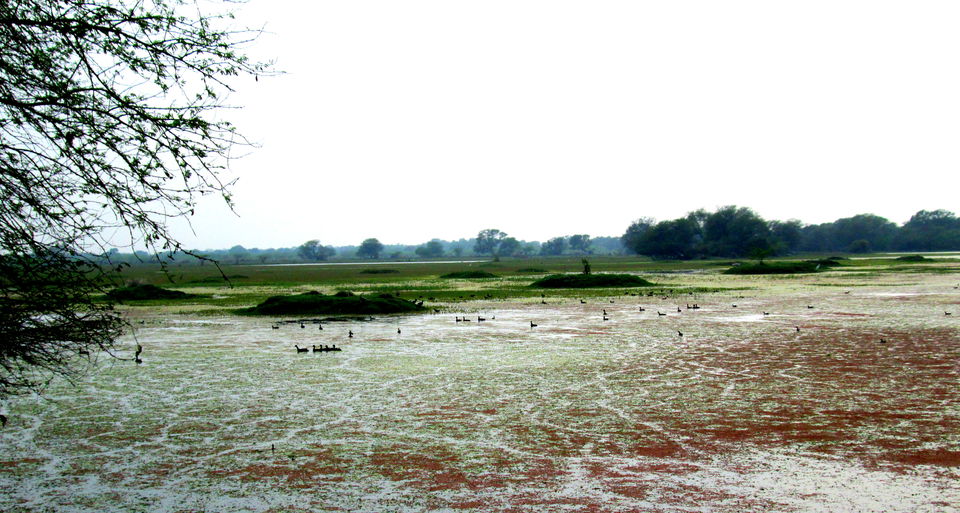 Photo of Inside the Bharatpur Bird Sanctuary by Rediscover Your Dreams -- By Kaushal Mathpal