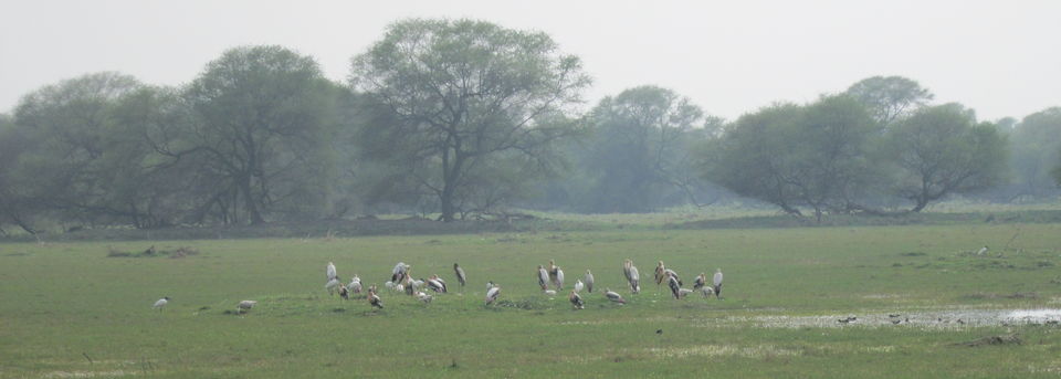 Photo of Keoladeo National Park, Bharatpur, Rajasthan, India by Rediscover Your Dreams -- By Kaushal Mathpal