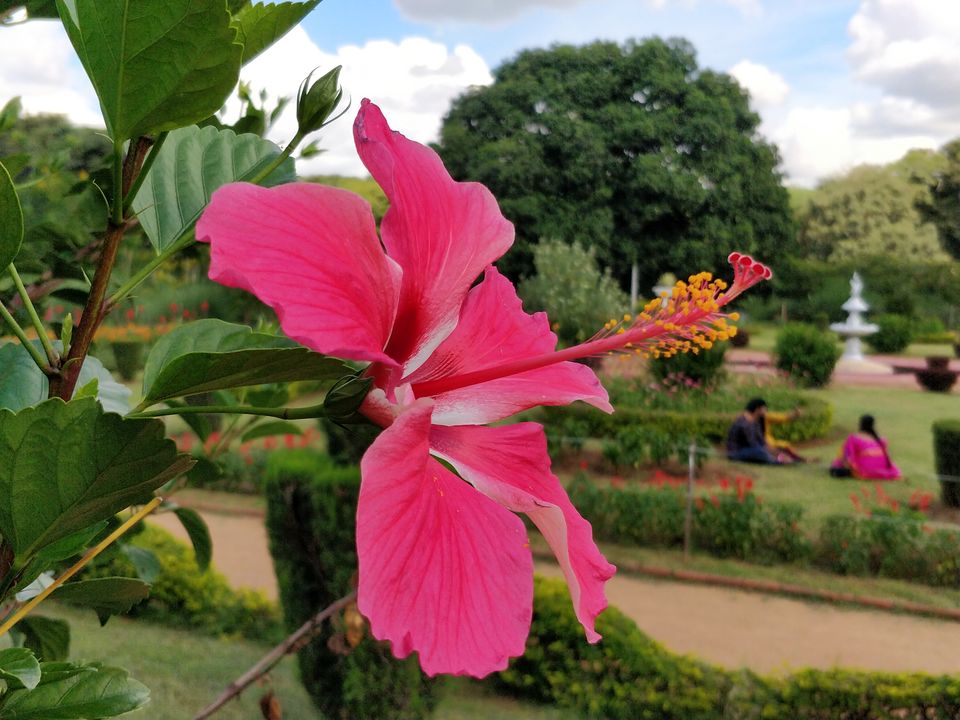 Photo of One Day at Bangalore Palace, Best Tourist Place of Bangalore, #bangalorepalace 11/11 by Runa Nath