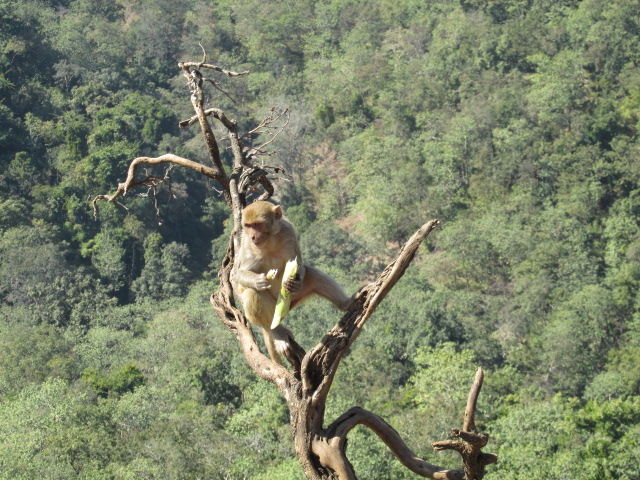 Photo of Chikhaldara, Maharashtra, India by Apeksha Mahto