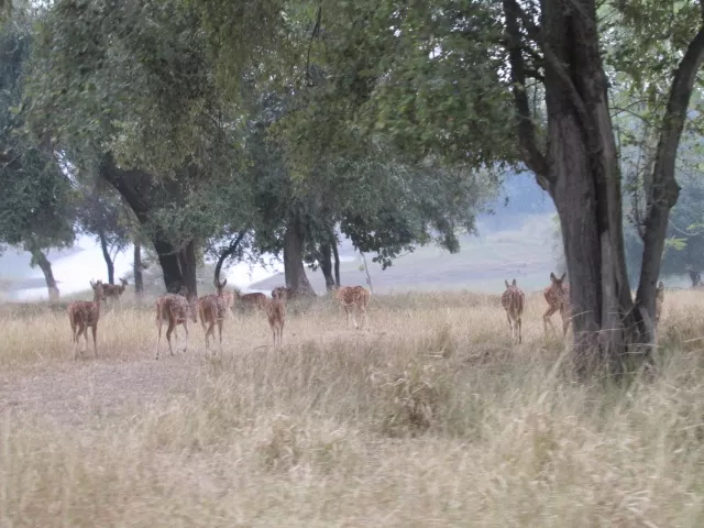 Photo of Satpura Tiger Reserve, Madhai, Madai, Madhya Pradesh, India by Apeksha Mahto