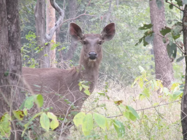 Photo of Satpura Tiger Reserve, Madhai, Madai, Madhya Pradesh, India by Apeksha Mahto