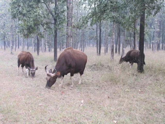 Photo of Satpura Tiger Reserve, Madhai, Madai, Madhya Pradesh, India by Apeksha Mahto