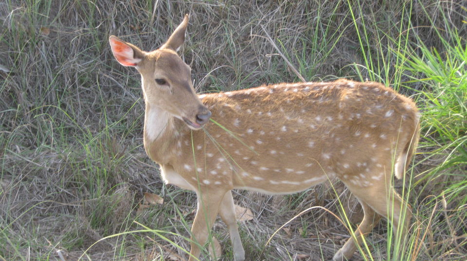 Photo of Kanha Tiger Reserve #Madhya Pradesh Tourism by Apeksha Mahto