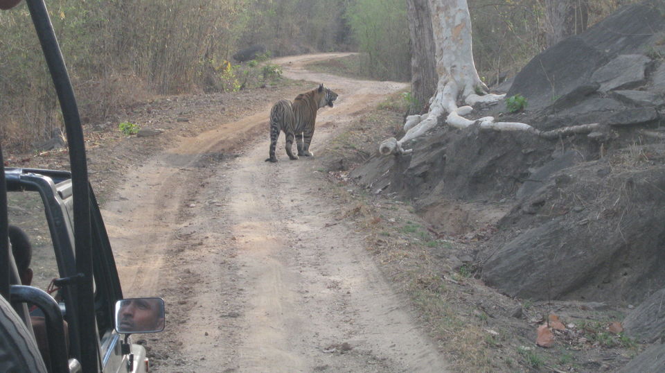 Photo of Kanha Tiger Reserve #Madhya Pradesh Tourism by Apeksha Mahto