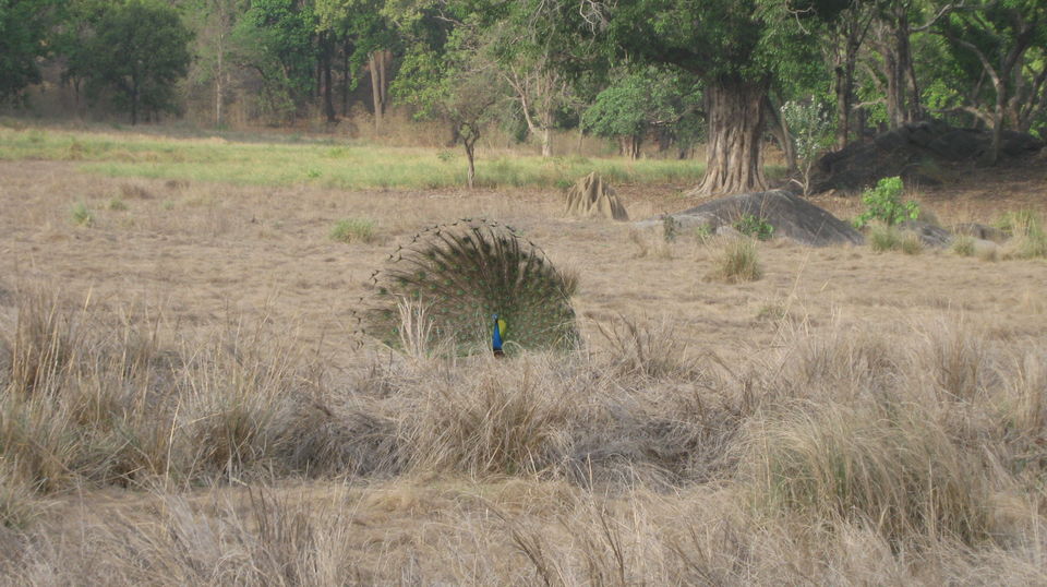 Photo of Kanha Tiger Reserve #Madhya Pradesh Tourism by Apeksha Mahto