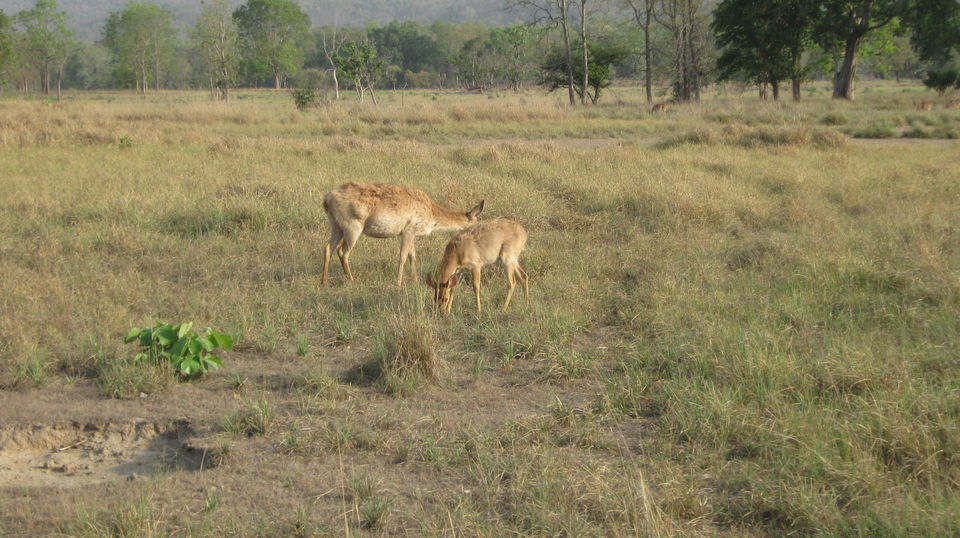 Photo of Kanha Tiger Reserve #Madhya Pradesh Tourism by Apeksha Mahto