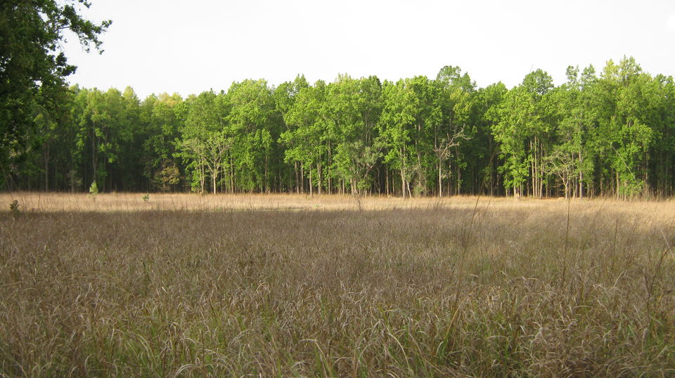 Photo of Kanha Tiger Reserve #Madhya Pradesh Tourism by Apeksha Mahto