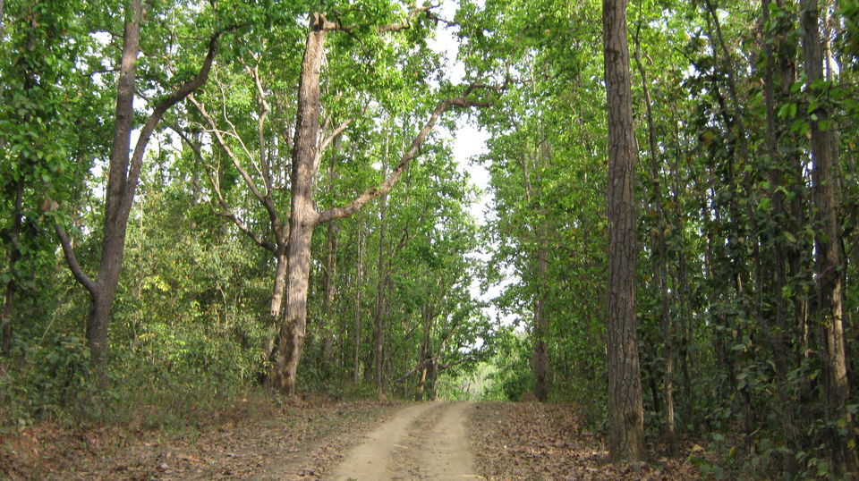 Photo of Kanha Tiger Reserve #Madhya Pradesh Tourism by Apeksha Mahto