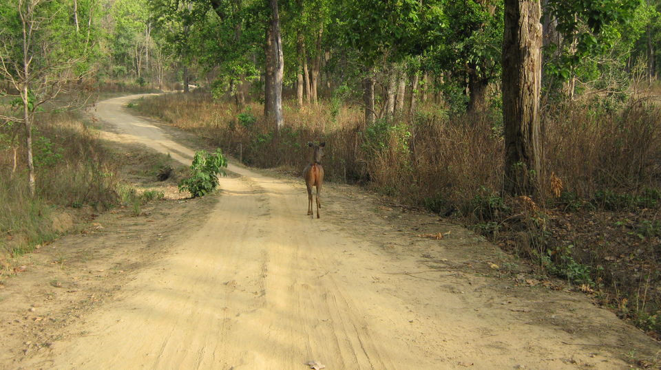 Photo of Kanha Tiger Reserve #Madhya Pradesh Tourism by Apeksha Mahto