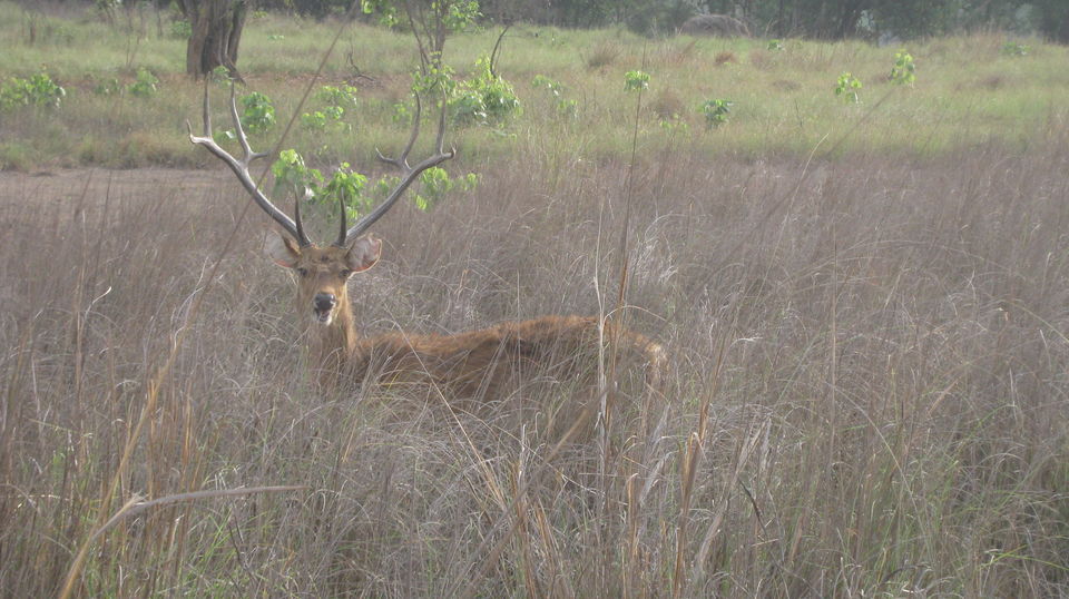 Photo of Kanha Tiger Reserve #Madhya Pradesh Tourism by Apeksha Mahto