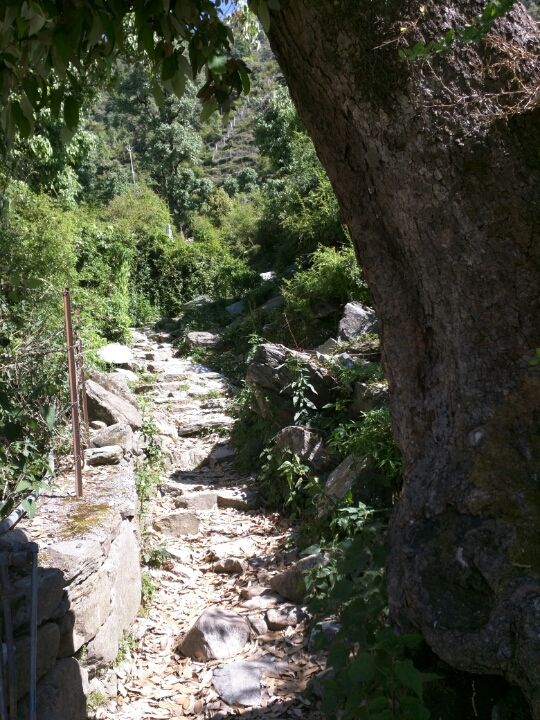 Photo of Trail to Triund HillDharamshala, Himachal Pradesh 176216 by Jason Byrne