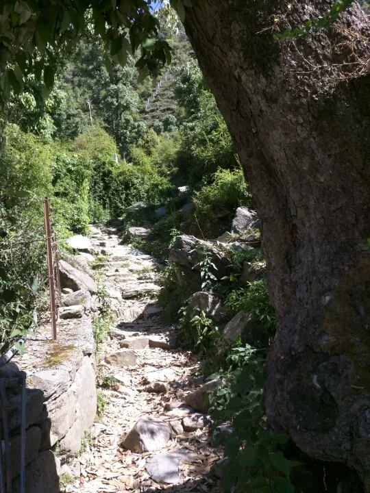 Photo of Trail to Triund HillDharamshala, Himachal Pradesh 176216 by Jason Byrne