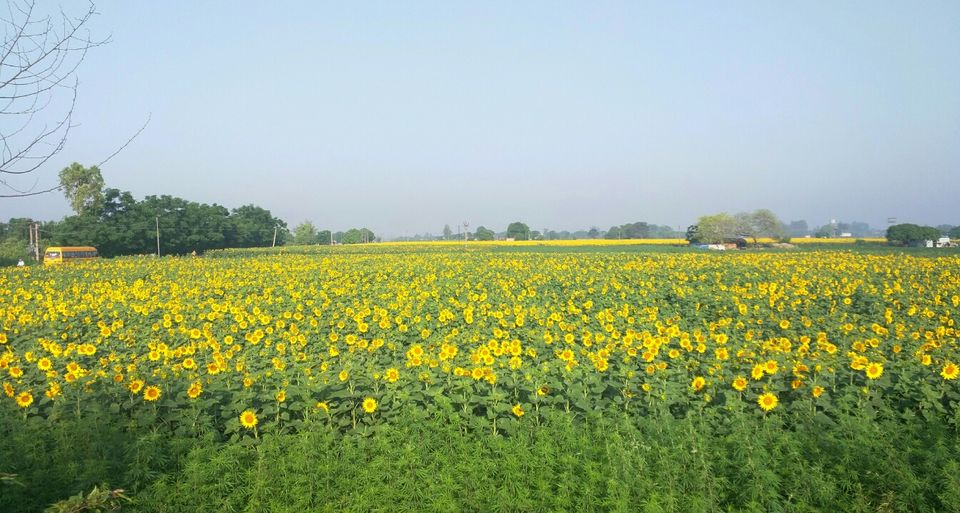 Photo of Punjab 140601 by Jason Byrne