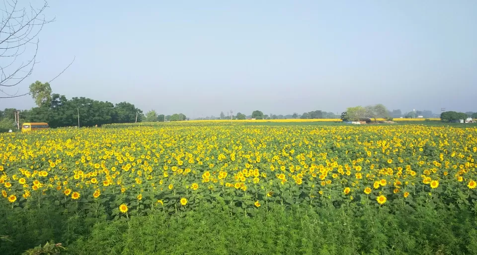 Photo of Punjab 140601 by Jason Byrne