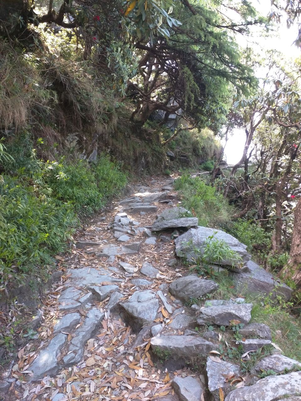 Photo of Trekking To Triund & Beyond by Jason Byrne