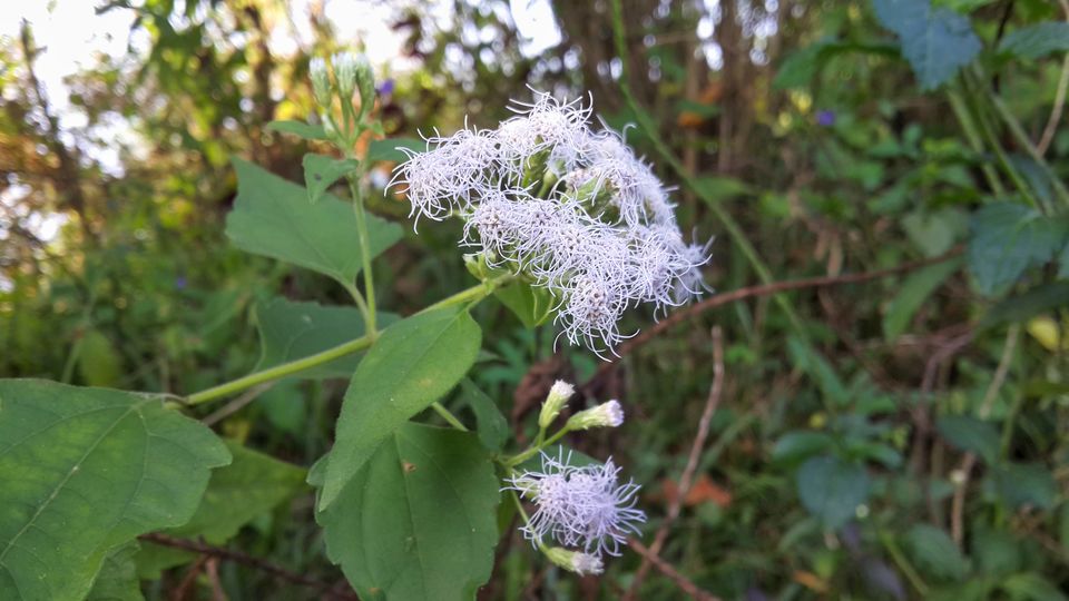Photo of Ponmudi 7/7 by HARI SANKAR