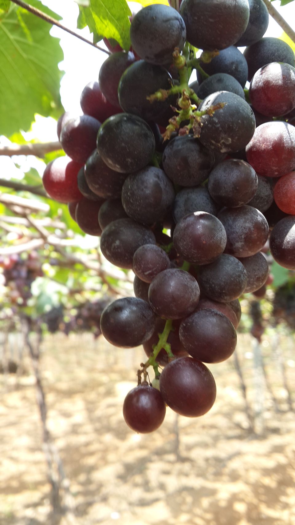 Photo of The Grape Vineyards of Cumbum Valley 1/6 by HARI SANKAR