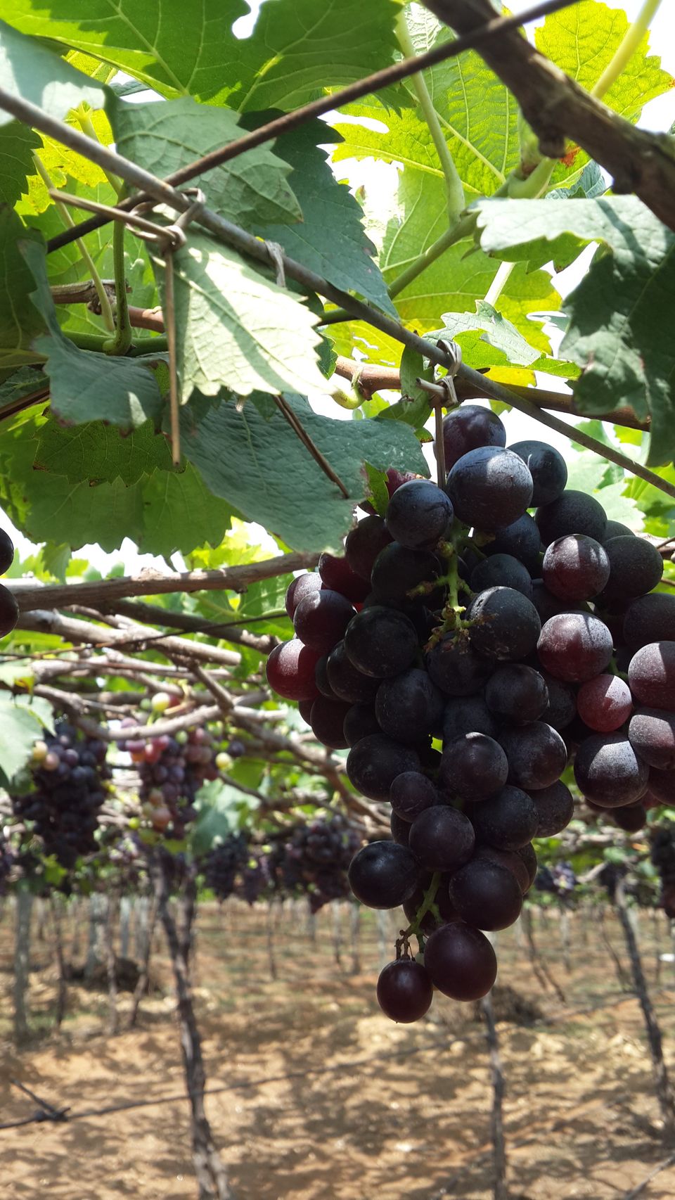 Photo of The Grape Vineyards of Cumbum Valley 2/6 by HARI SANKAR