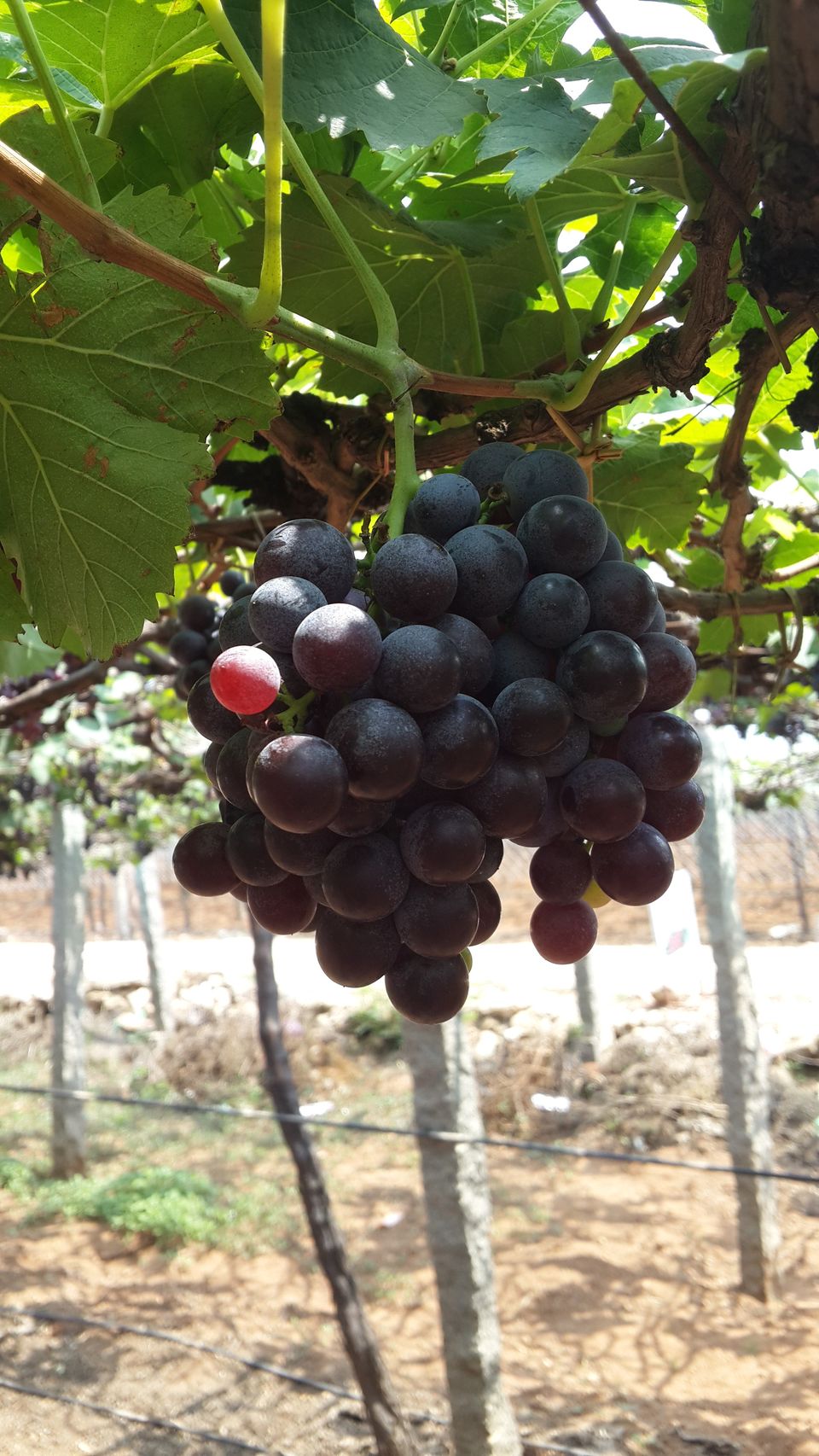 Photo of The Grape Vineyards of Cumbum Valley 6/6 by HARI SANKAR