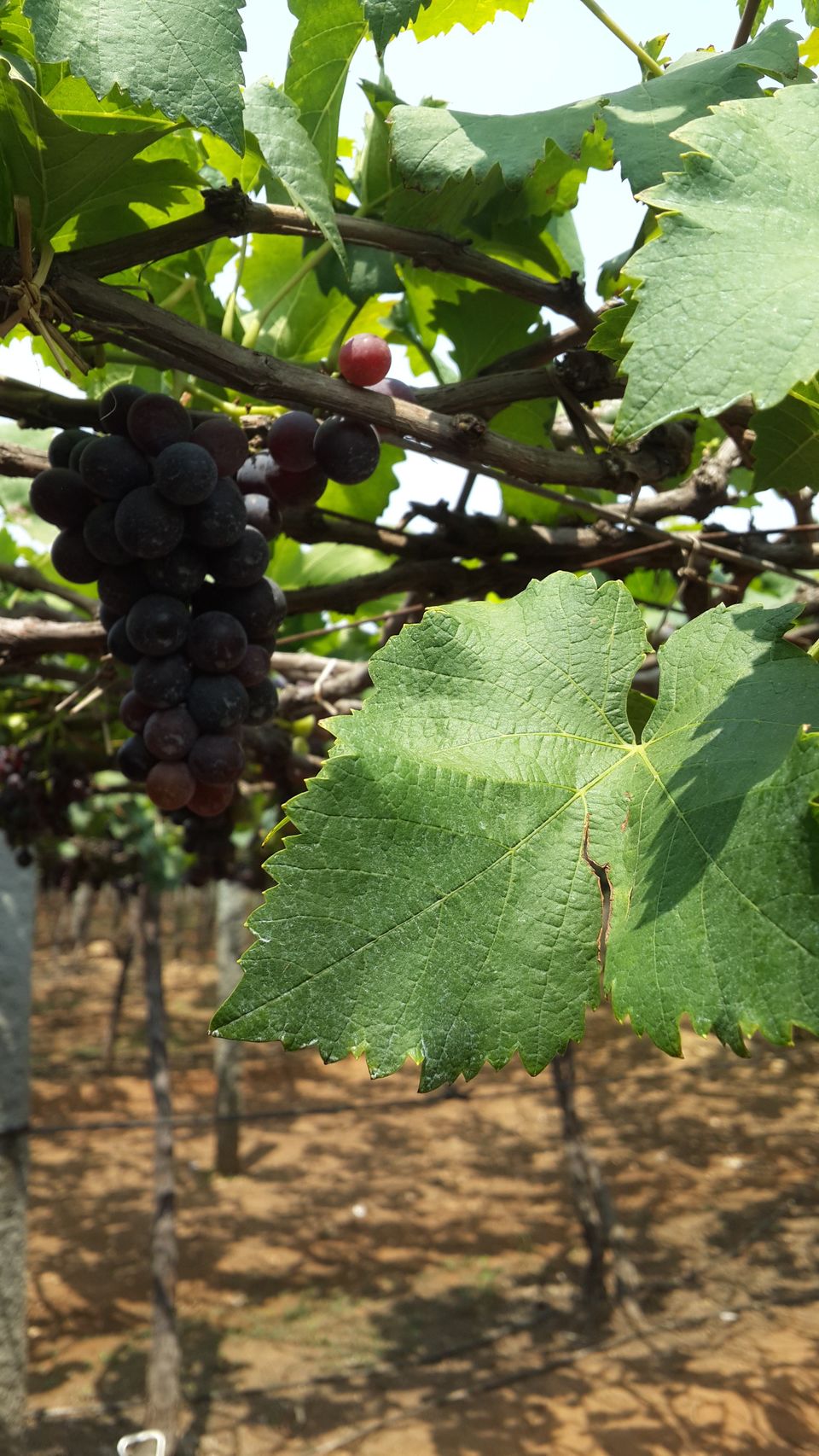 Photo of The Grape Vineyards of Cumbum Valley 3/6 by HARI SANKAR
