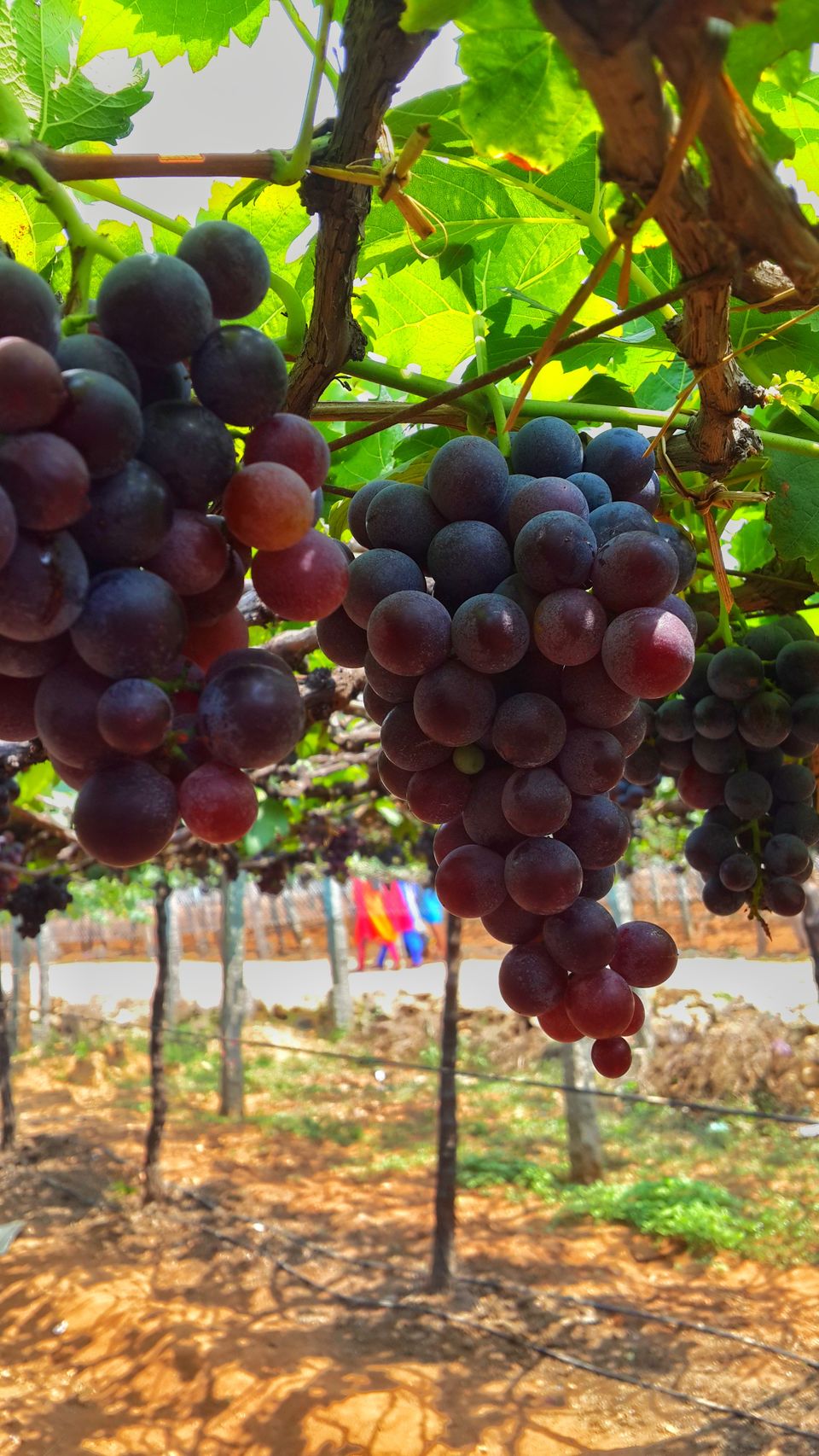 Photo of The Grape Vineyards of Cumbum Valley by HARI SANKAR