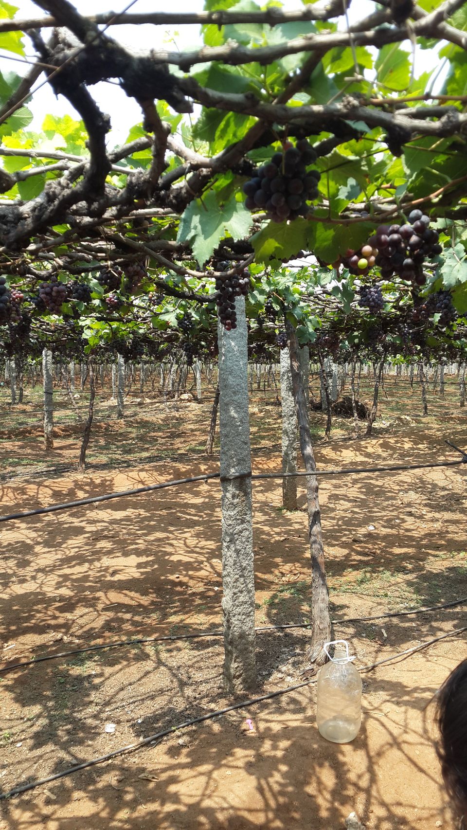Photo of The Grape Vineyards of Cumbum Valley 5/6 by HARI SANKAR
