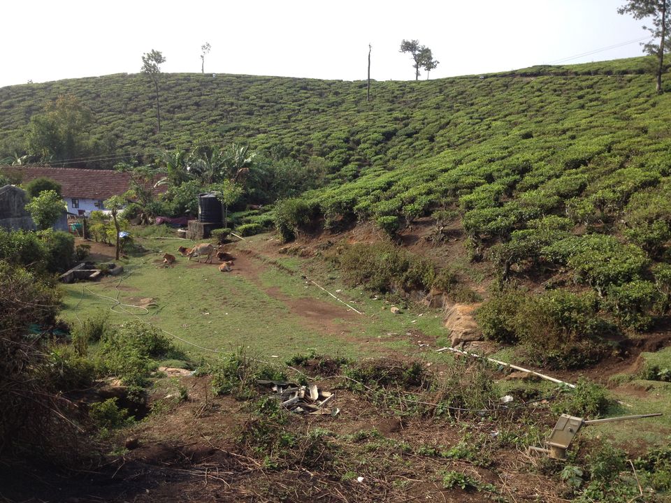 Photo of Thekkady 4/6 by HARI SANKAR
