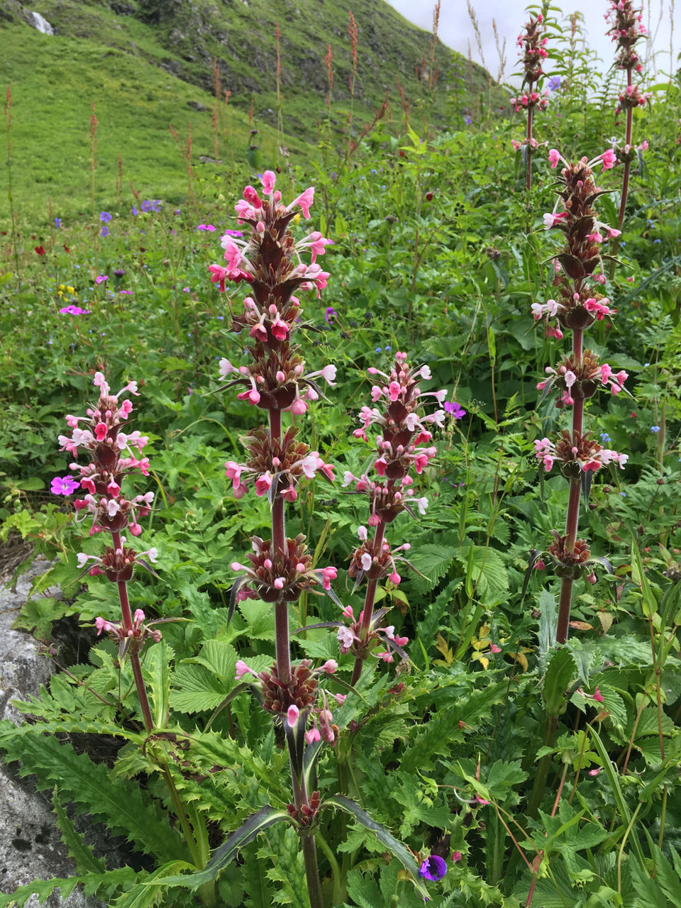 Photo of Valley Of Flowers(Uttarakhand): A Trip Turned Spiritual(Title Can’t Describe ) by Rahul Cosec
