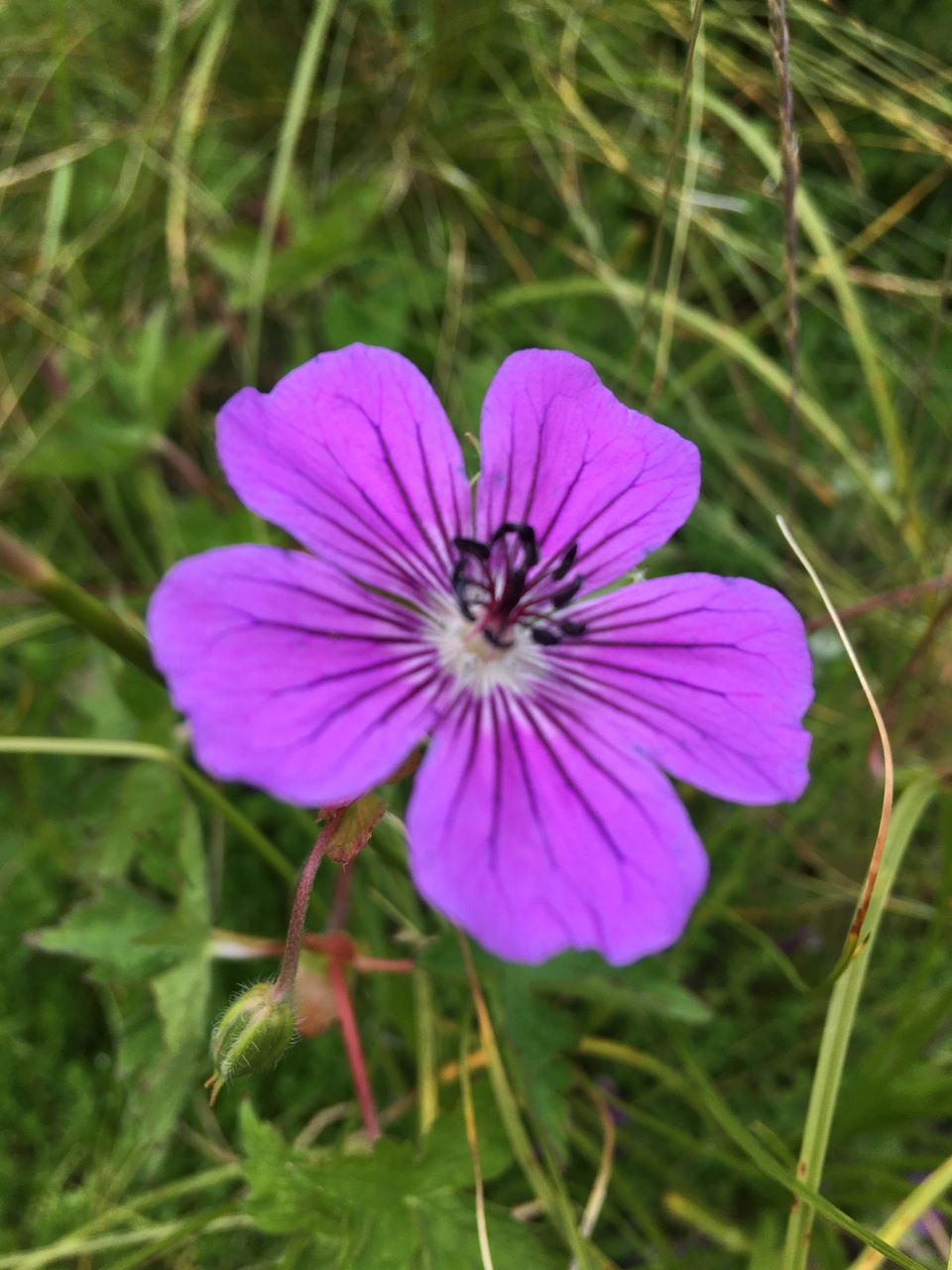 Photo of Valley Of Flowers(Uttarakhand): A Trip Turned Spiritual(Title Can’t Describe ) by Rahul Cosec