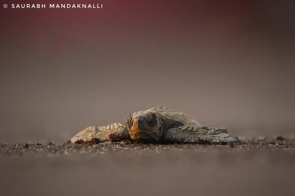 Photo of Time of the Turtles by Saurabh Mandaknalli