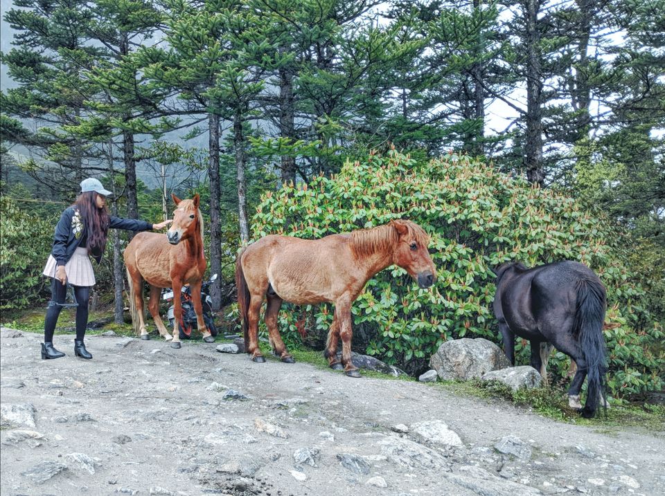 Photo of Detailed Itinerary for a 9 day trip to Sikkim by Roving Rainbow