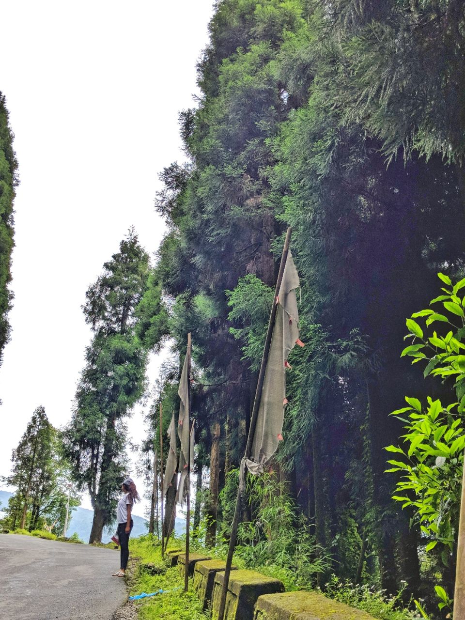 Photo of Detailed Itinerary for a 9 day trip to Sikkim by Roving Rainbow