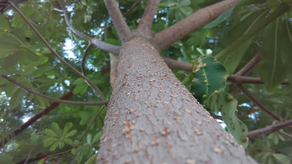 Photo of A Visit to Modasa 2/17 by Pramod Mali