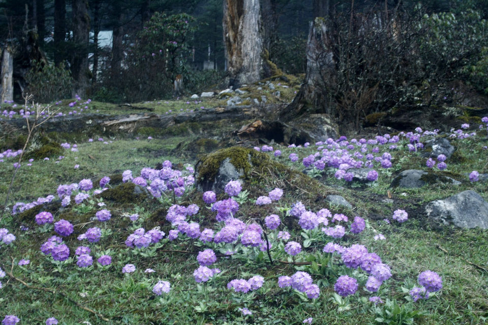 Photo of Untouched North Sikkim 10/13 by Swapnil Shah