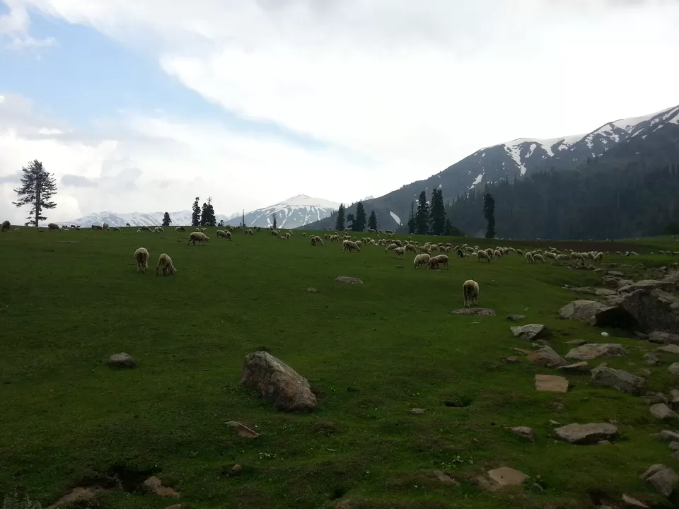 Photo of Meadow at Gulmarg by Shashank Vashishth
