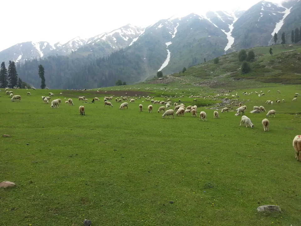 Photo of Gulmarg View by Shashank Vashishth
