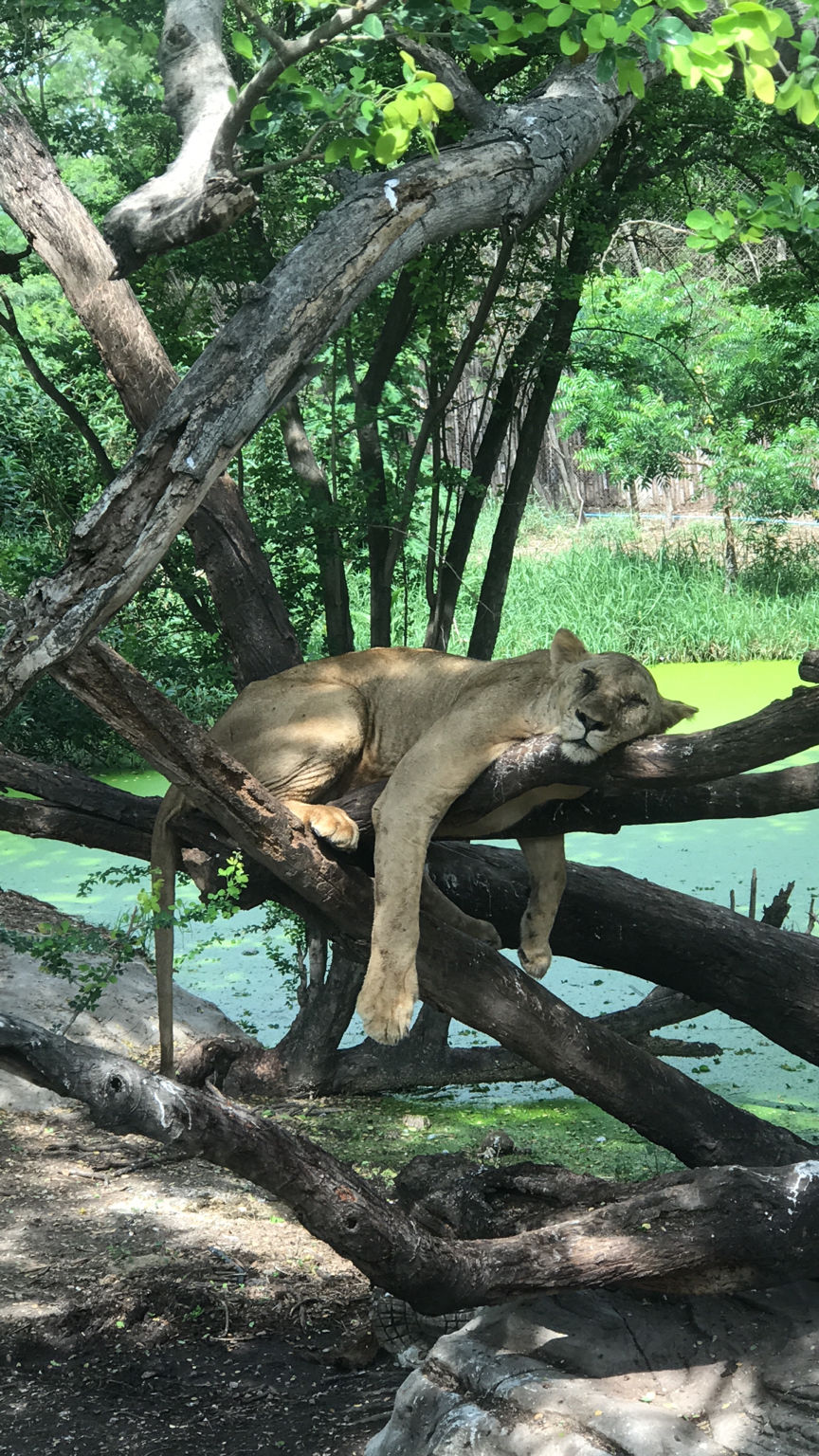Photo of Safari World, Thanon Panya Intra, Sam Wa Tawan Tok, Khlong Sam Wa, Bangkok, Thailand by Moha