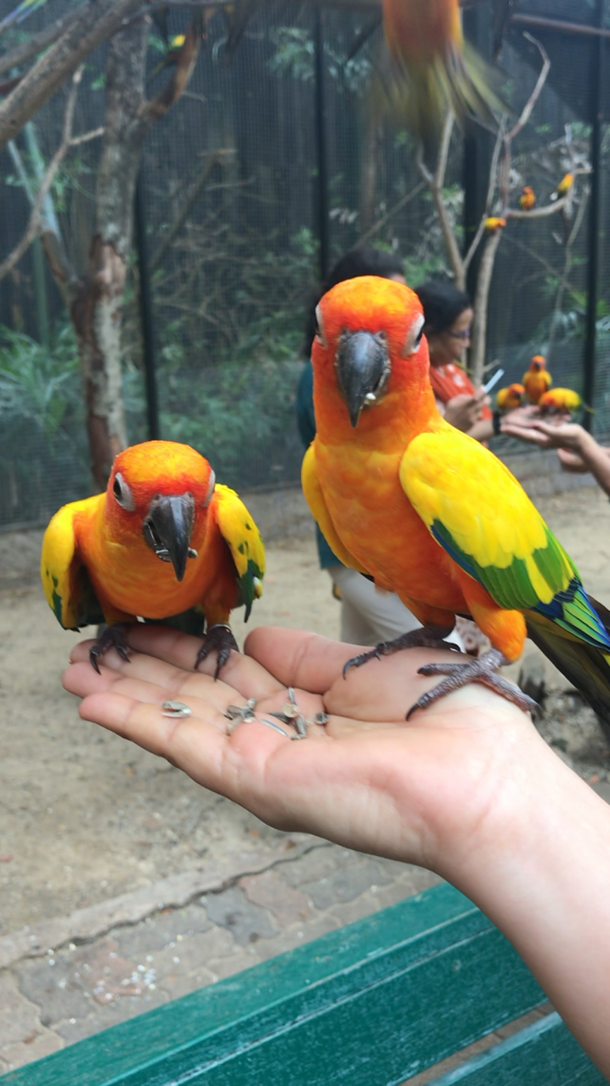 Photo of Safari World, Thanon Panya Intra, Sam Wa Tawan Tok, Khlong Sam Wa, Bangkok, Thailand by Moha
