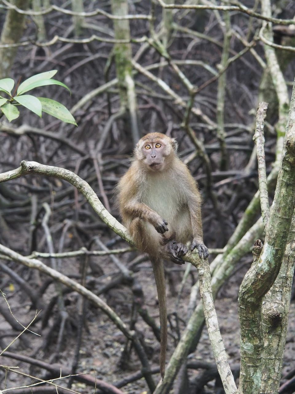 Photo of Langkawi - Get Lost in Nature! 13/74 by Mohit Agarwal
