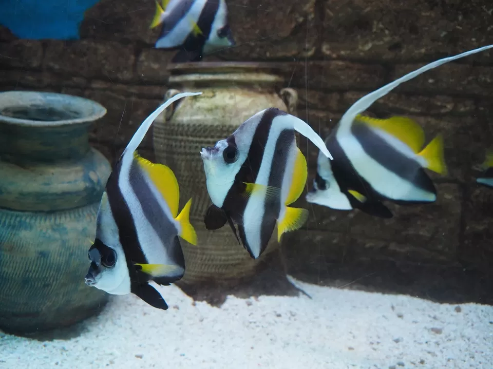 Photo of Underwater World, Kampung Buku Malaysia, Lubuk Semilang, Kedah, 07000 Langkawi, Malaysia by Mohit Agarwal