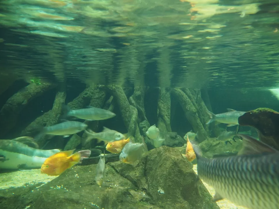 Photo of Underwater World, Kampung Buku Malaysia, Lubuk Semilang, Kedah, 07000 Langkawi, Malaysia by Mohit Agarwal