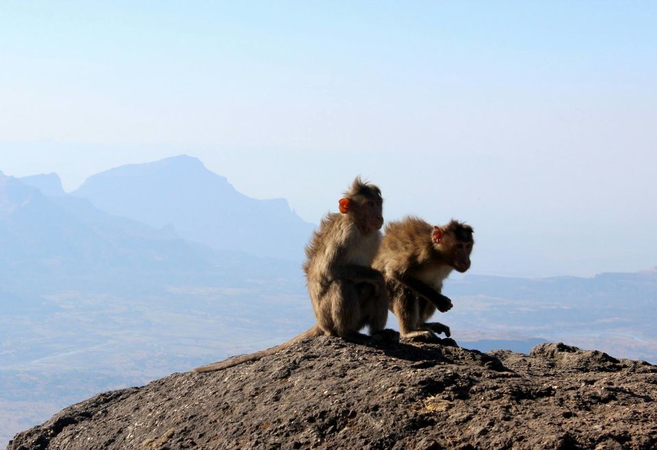 Photo of Try THIS ROUTE to Mount Kalsubai, the highest peak of Maharashtra, if you dare! 19/20 by Arthi