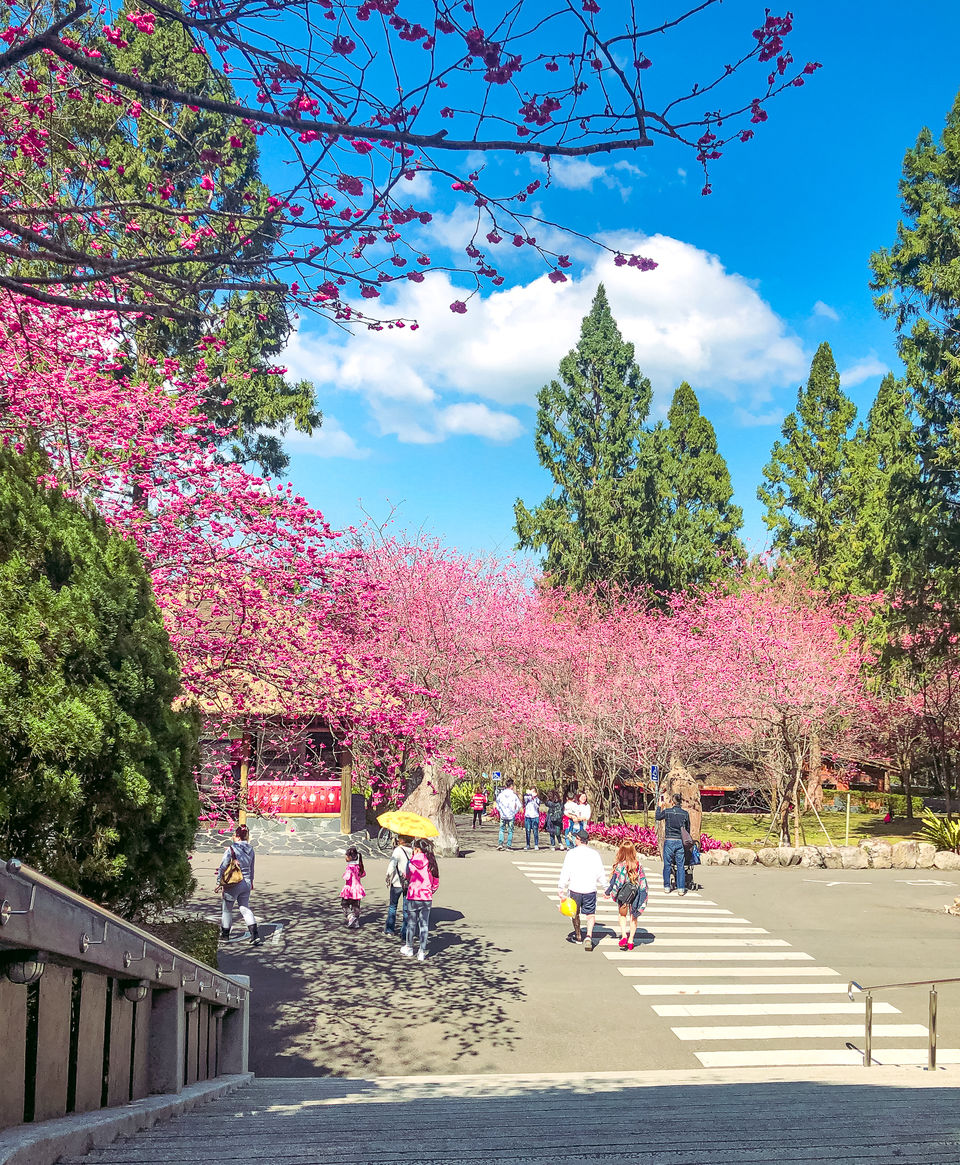 Photo of The first and probably the last trip of 2020, Where I witnessed the magical cherry Blossom :) 1/1 by Swati Chaturvedi