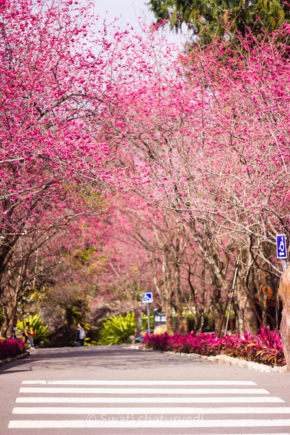 Photo of Travel through the Most Gorgeous Lake and Unique Village in Taiwan in Cherry Blossom Season! 2/4 by Swati Chaturvedi