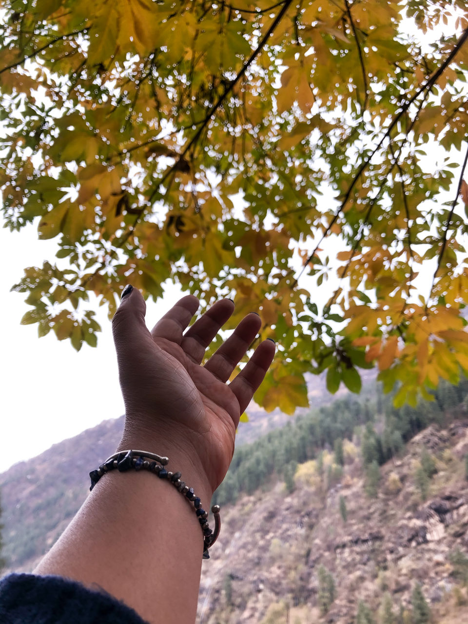 Photo of This Is Where I Witnessed the Surreal Fall Colours Right Here in India & You Can Too! by Swati Chaturvedi