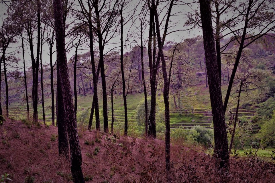 Photo of Palampur, Himachal Pradesh, India by Radhika Sharma