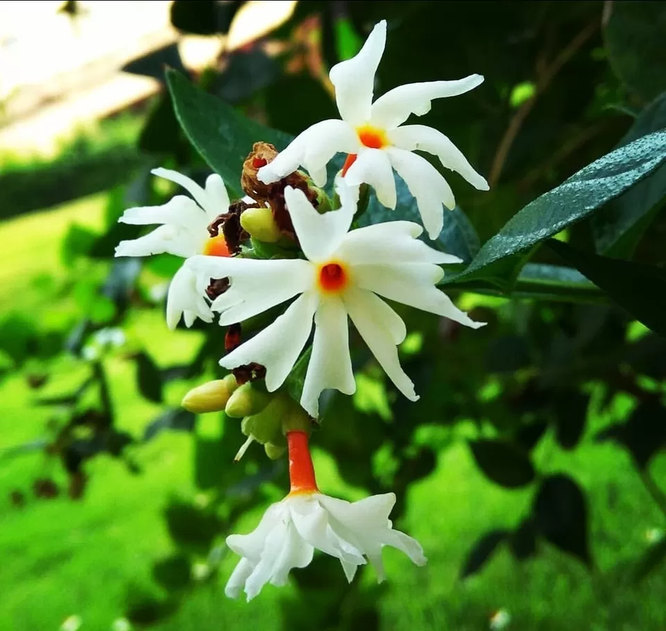 Photo of Night Flowering jesmine by Radhika Sharma