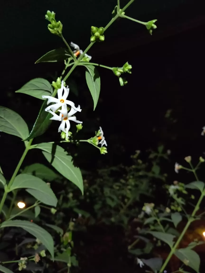 Photo of Night Flowering jesmine by Radhika Sharma