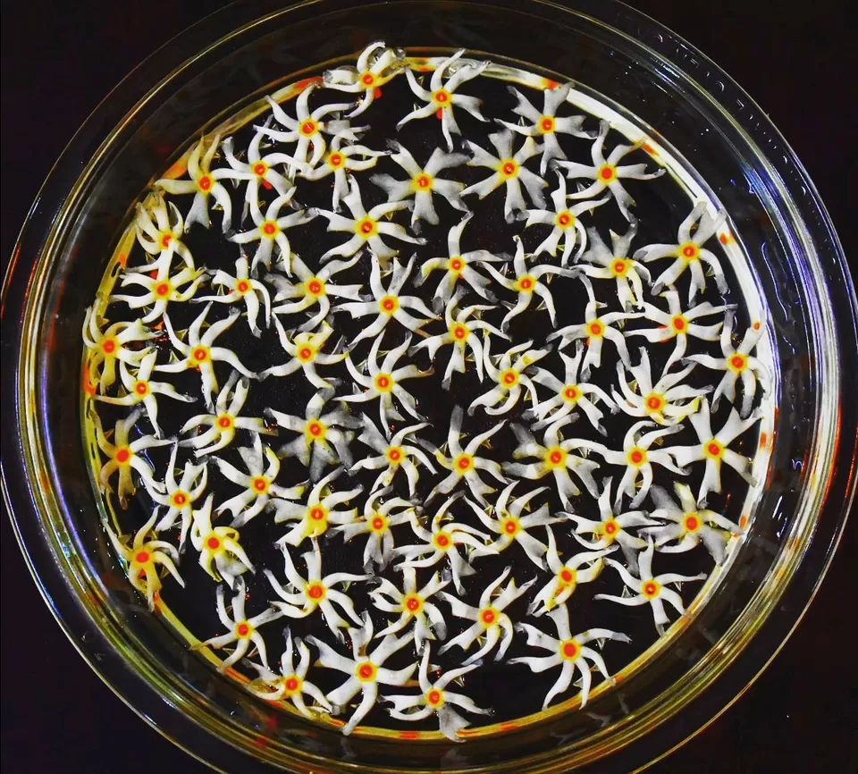 Photo of Night Flowering jesmine by Radhika Sharma